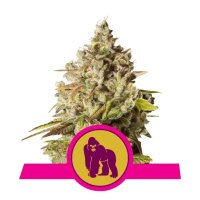 Royal Queen Seeds Royal Gorilla USA Premium - feminised