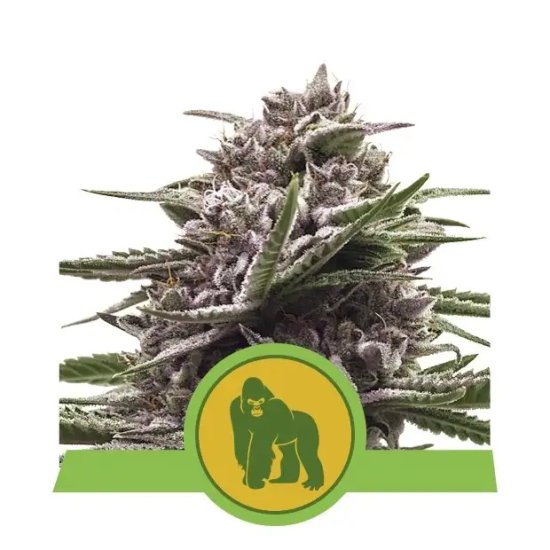 Royal Queen Seeds Royal Gorilla USA Premium Auto - feminised