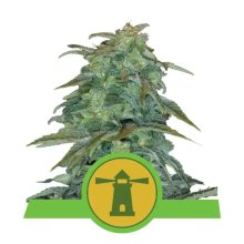 Royal Queen Seeds Royal Haze Auto - feminised