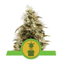 Royal Queen Seeds Royal Jack Auto - feminised