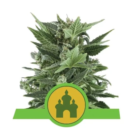 Royal Queen Seeds Royal Kush Auto - feminised