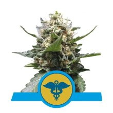 Royal Queen Seeds Royal Medic CBD - feminised