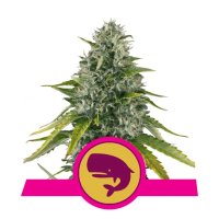 Royal Queen Seeds Royal Moby - feminised