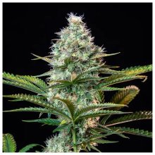 Royal Queen Seeds Royal Runtz USA Premium - feminised