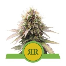 Royal Queen Seeds Royal Runtz USA Premium Auto - feminised