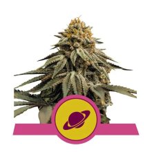 Royal Queen Seeds Royal Skywalker USA Premium - feminised