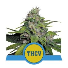 Royal Queen Seeds Royal Thcv CBD - feminised