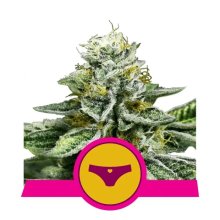 Royal Queen Seeds Sherbet Queen USA Premium - feminised