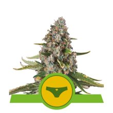 Royal Queen Seeds Sherbet Queen USA Premium Auto - feminised