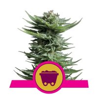 Royal Queen Seeds Shining Silver Haze - feminised