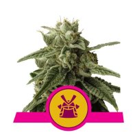 Royal Queen Seeds Shogun - feminised