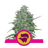 Royal Queen Seeds Skunk XL - feminised