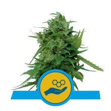 Royal Queen Seeds Solomatic Auto CBD - feminised