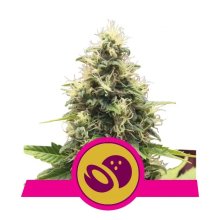 Royal Queen Seeds Somango XL - feminised