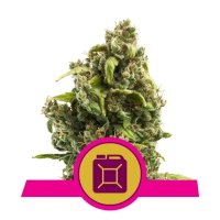 Royal Queen Seeds Sour Diesel - feminised