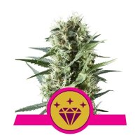 Royal Queen Seeds Special Kush #1 - feminised