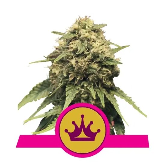 Royal Queen Seeds Special Queen #1 - feminised