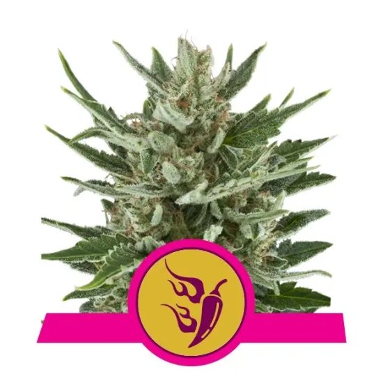 Royal Queen Seeds Speedy Chile Fast - feminised