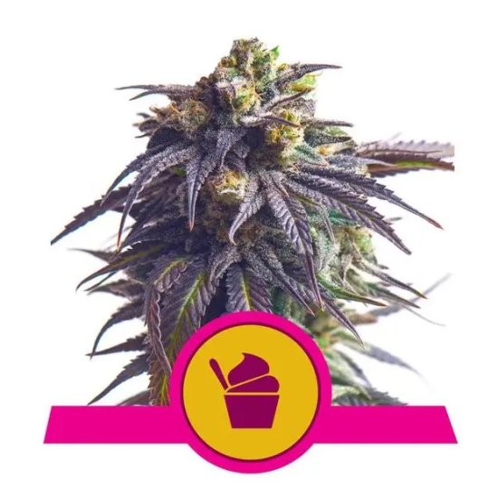 Royal Queen Seeds Sundae Driver USA Premium - feminised