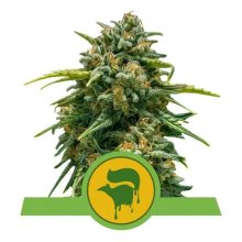 Royal Queen Seeds Sweet Skunk Auto - feminised