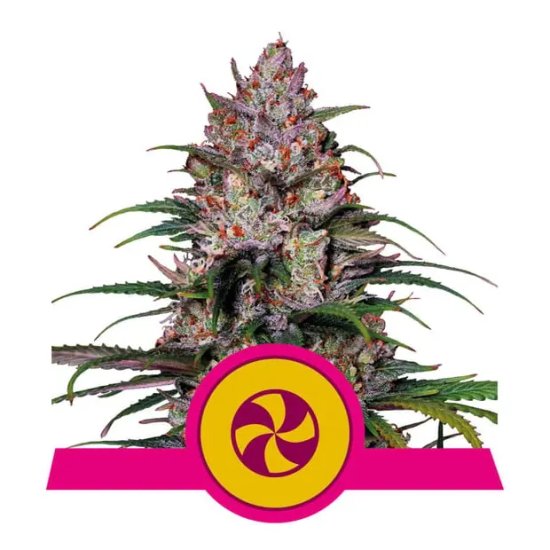 Royal Queen Seeds Sweet ZZ USA Premium - feminised