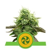 Royal Queen Seeds Sweet ZZ USA Premium Auto - feminised