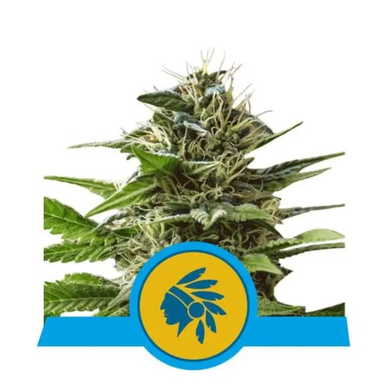 Royal Queen Seeds Tatanka Pure CBD - feminised