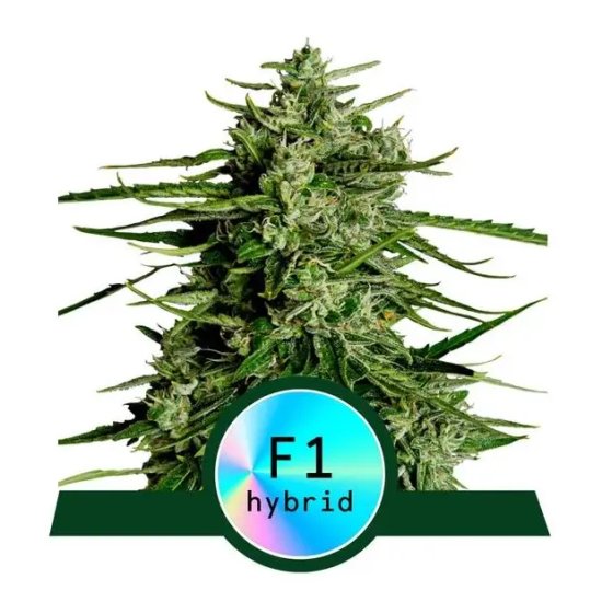 Royal Queen Seeds Titan F1 Auto - feminised