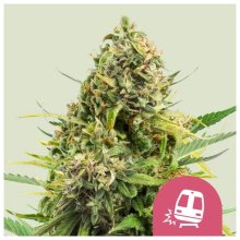 Royal Queen Seeds Trainwreck USA Premium - feminised