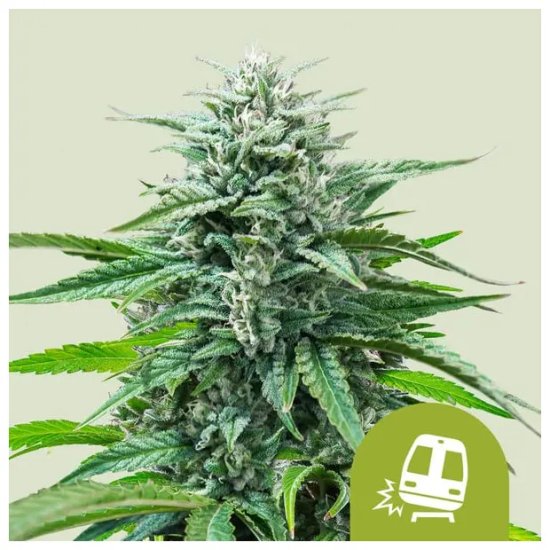 Royal Queen Seeds Trainwreck USA Premium Auto - feminised