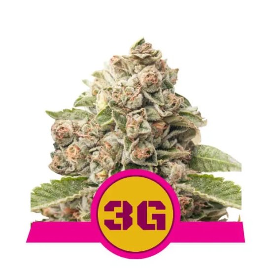 Royal Queen Seeds Triple G USA Premium - feminised