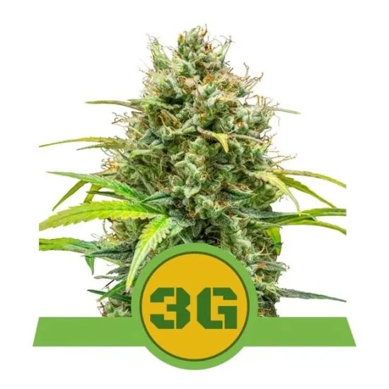 Royal Queen Seeds Triple G USA Premium Auto - feminised