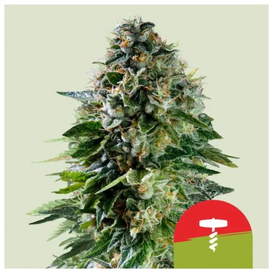 Royal Queen Seeds Tyson Corkscrew Auto - feminised