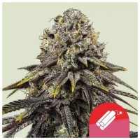 Royal Queen Seeds Tyson Dynamite Diesel - feminised