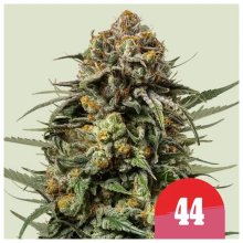 Royal Queen Seeds Tyson Gelato 44 - feminised