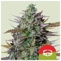 Royal Queen Seeds Tyson GOAT'lato Auto - feminised