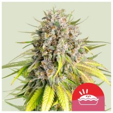 Royal Queen Seeds Tyson Punch Pie - feminised