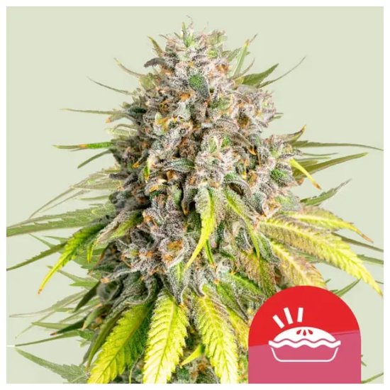 Royal Queen Seeds Tyson Punch Pie - feminised