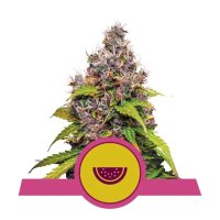 Royal Queen Seeds Watermelon USA Premium - feminised