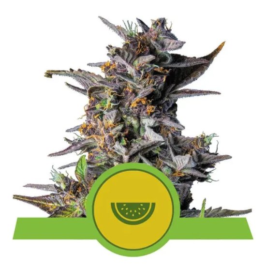 Royal Queen Seeds Watermelon USA Premium Auto - feminised