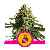 Royal Queen Seeds Wedding Cake USA Premium - feminised