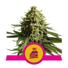 Royal Queen Seeds Wedding Cake USA Premium - feminised