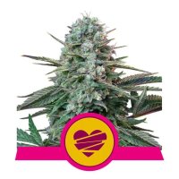 Royal Queen Seeds Wedding Crasher USA Premium - feminised