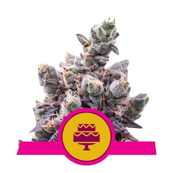 Royal Queen Seeds Wedding Gelato USA Premium - feminised