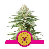 Royal Queen Seeds White Widow - feminised