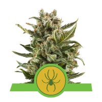 Royal Queen Seeds White Widow Auto - feminised