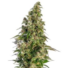 Sensi Seeds Afghani #1 Auto - feminised