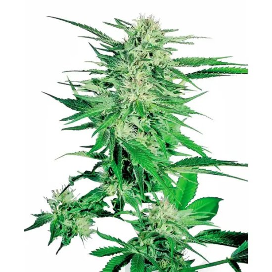 Sensi Seeds Big Bud - feminised