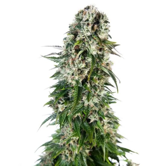 Sensi Seeds Big Bud Auto - feminised