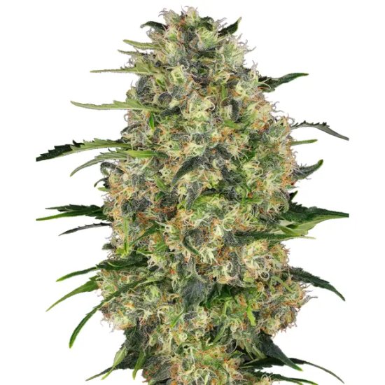 Sensi Seeds Black Domina - feminised